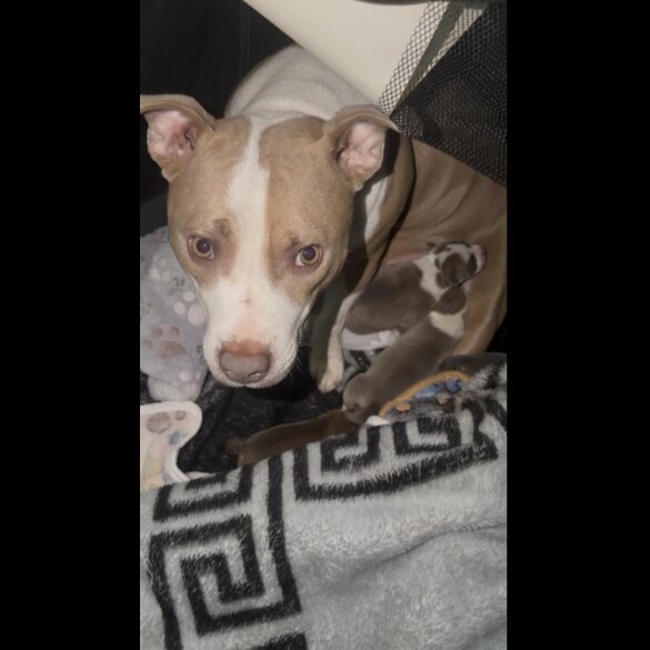 Staffordshire Bull Terrier