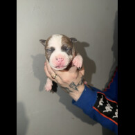 Staffordshire Bull Terrier