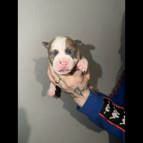 Staffordshire Bull Terrier