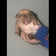 Staffordshire Bull Terrier