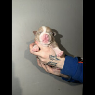 Staffordshire Bull Terrier