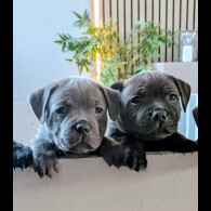 Staffordshire Bull Terrier