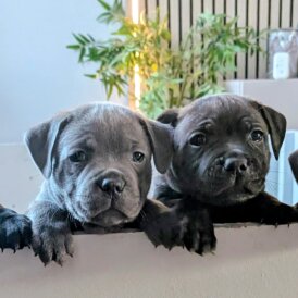 Staffordshire Bull Terrier