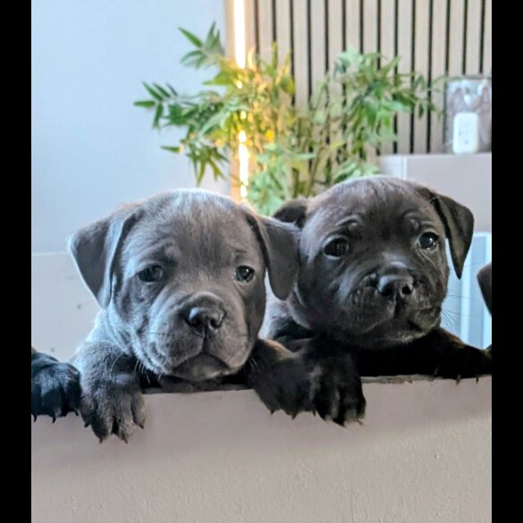 Staffordshire Bull Terrier