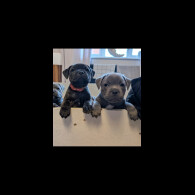 Staffordshire Bull Terrier