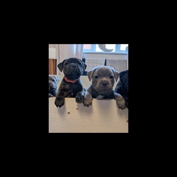 Staffordshire Bull Terrier