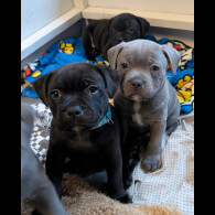 Staffordshire Bull Terrier