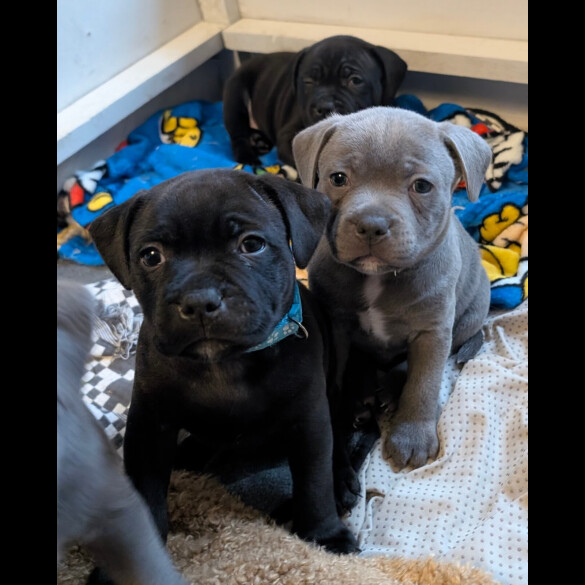 Staffordshire Bull Terrier