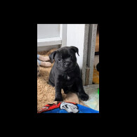 Staffordshire Bull Terrier