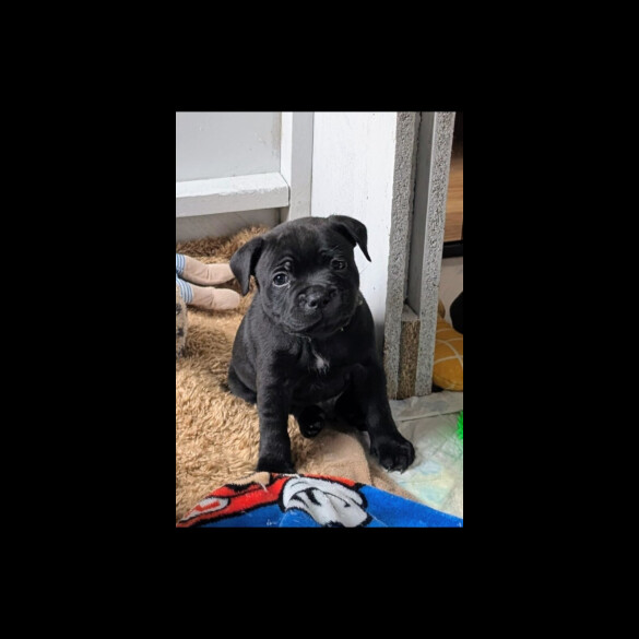 Staffordshire Bull Terrier