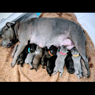 Staffordshire Bull Terrier