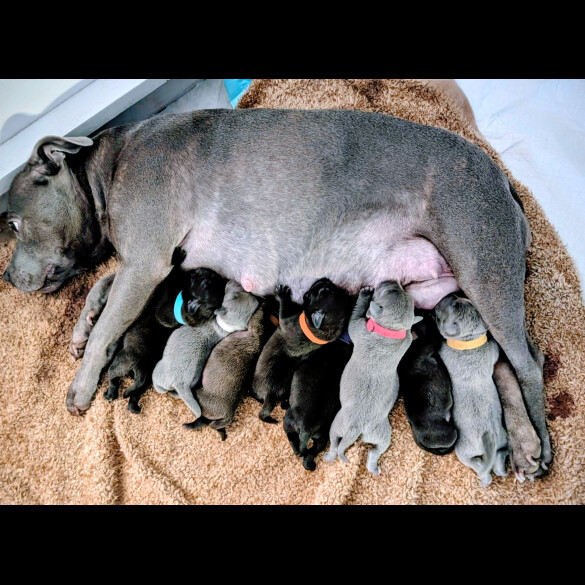 Staffordshire Bull Terrier