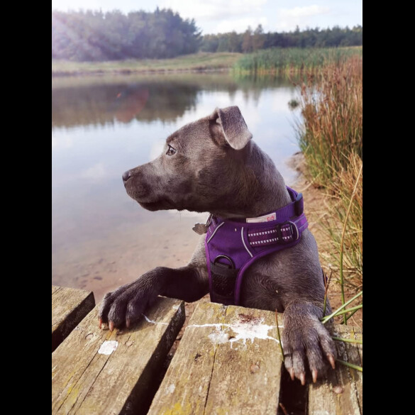 Staffordshire Bull Terrier
