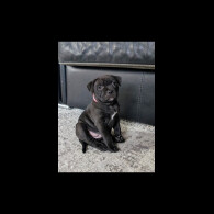 Staffordshire Bull Terrier