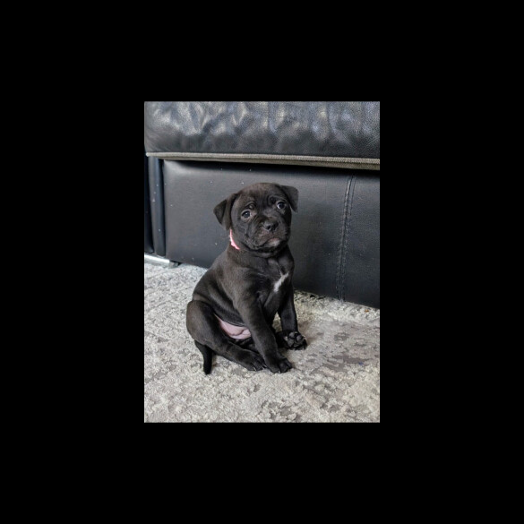 Staffordshire Bull Terrier