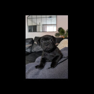 Staffordshire Bull Terrier