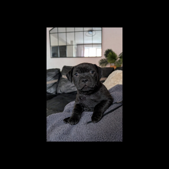 Staffordshire Bull Terrier