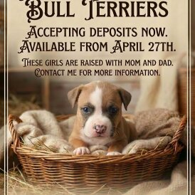 Staffordshire Bull Terrier