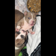 Staffordshire Bull Terrier