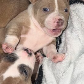 Staffordshire Bull Terrier