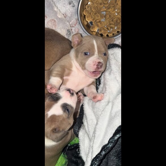 Staffordshire Bull Terrier