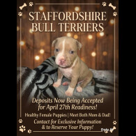 Staffordshire Bull Terrier