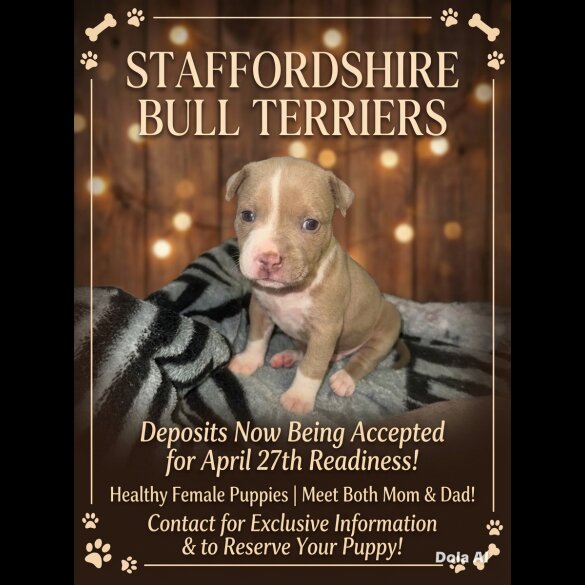 Staffordshire Bull Terrier