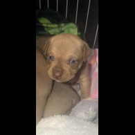 Staffordshire Bull Terrier