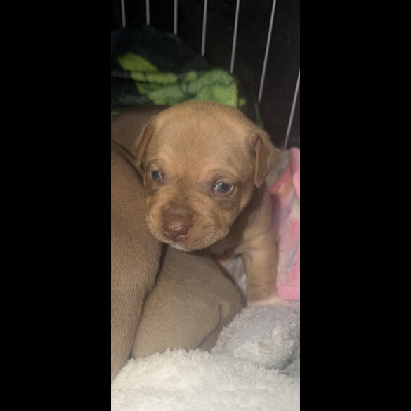 Staffordshire Bull Terrier