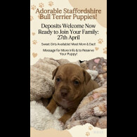 Staffordshire Bull Terrier