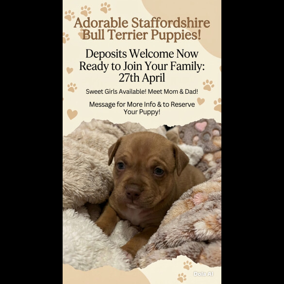 Staffordshire Bull Terrier