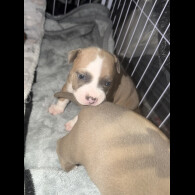 Staffordshire Bull Terrier