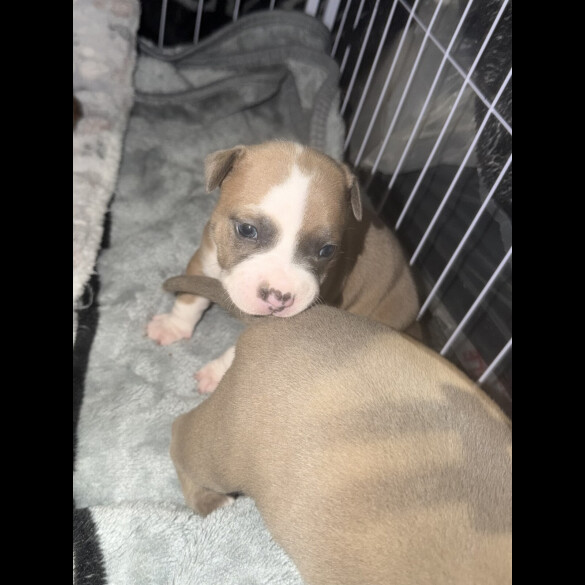 Staffordshire Bull Terrier