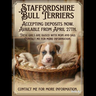Staffordshire Bull Terrier