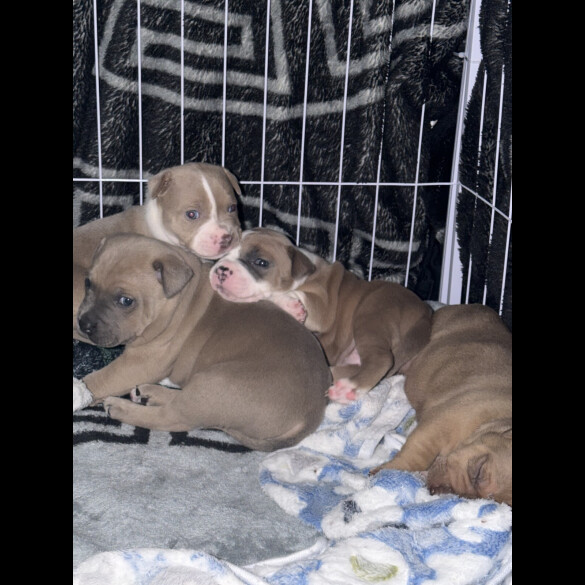 Staffordshire Bull Terrier