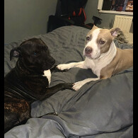 Staffordshire Bull Terrier