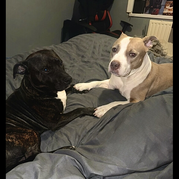 Staffordshire Bull Terrier