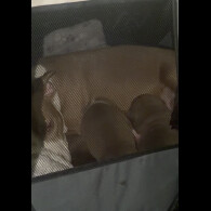 Staffordshire Bull Terrier