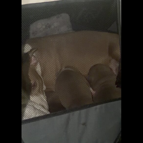 Staffordshire Bull Terrier