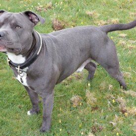 Staffordshire Bull Terrier