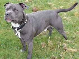 Staffordshire Bull Terrier