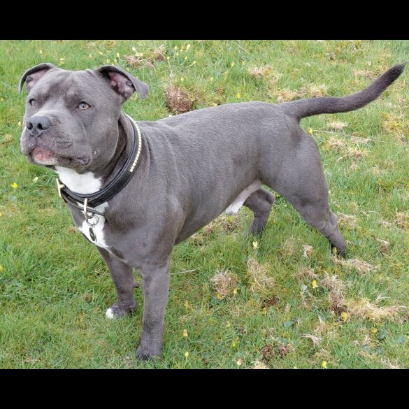 Staffordshire Bull Terrier