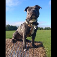 Staffordshire Bull Terrier