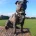 Staffordshire Bull Terrier