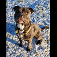 Staffordshire Bull Terrier