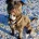 Staffordshire Bull Terrier