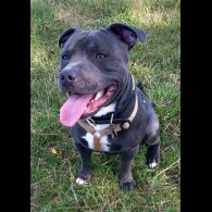Staffordshire Bull Terrier