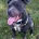 Staffordshire Bull Terrier