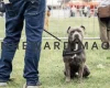 Staffordshire Bull Terrier