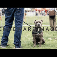 Staffordshire Bull Terrier